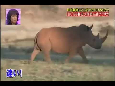 【狩野英孝 vs シマウマ】#狩野英孝#天然#爆笑