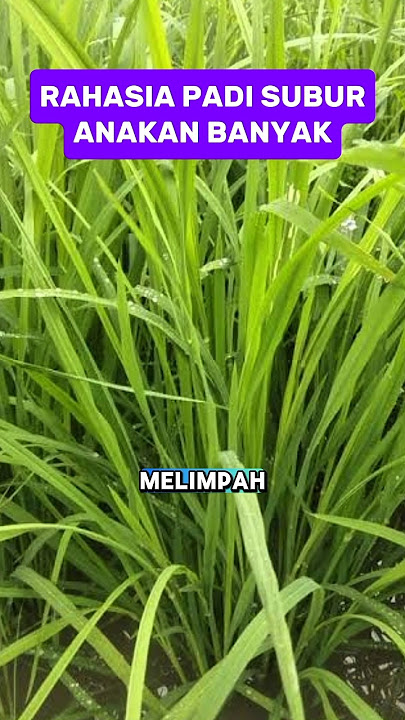 CARA GACOR MENAMBAH ANAKAN PADI #paktanitv #shorts
