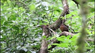 Rusty-breasted Wren-Babbler