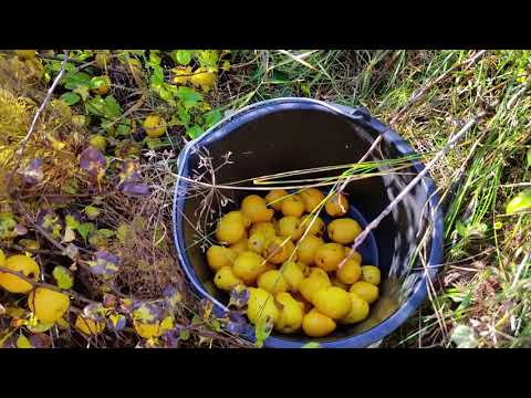 Video: Japāņu Cidonija: Sākotnējā Krūma Stādīšana Un Kopšana