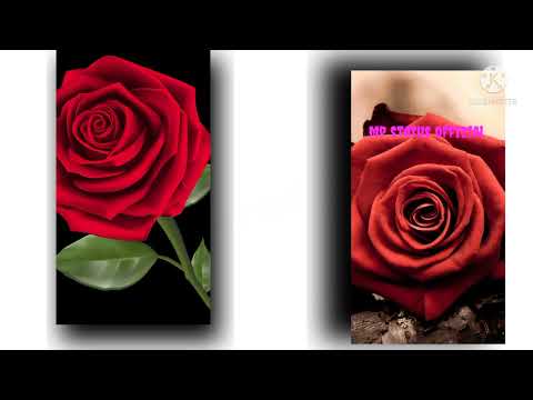 Rose day status romantic video||new 🌹 rose day status video    ||#short #status #roseday #viral