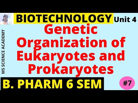 Video: Wat is het genetische materiaal in eukaryoten?