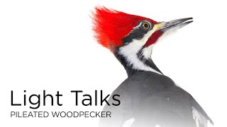 Light Talks: Pileated Woodpecker