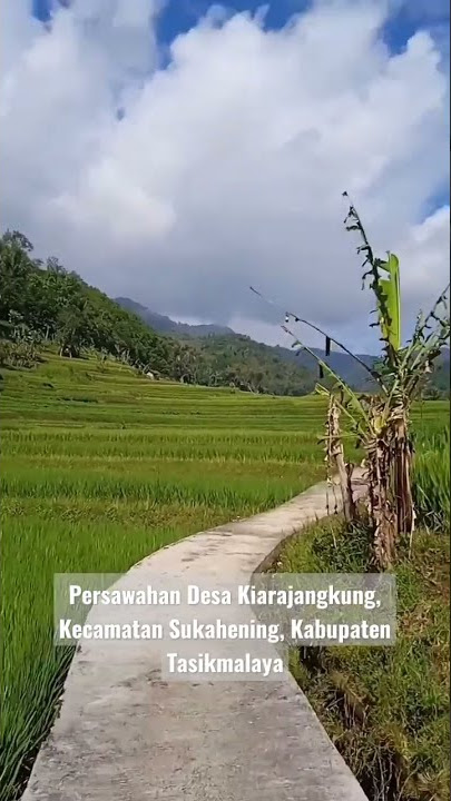 Persawahan Indah di Tasikmalaya