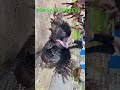 Turkey’s for sale contact.9901320578