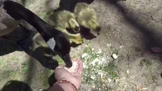 Baby Geese!! Part 2