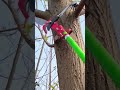 Cutting tree branches is easy to do #shorts #tools #technical