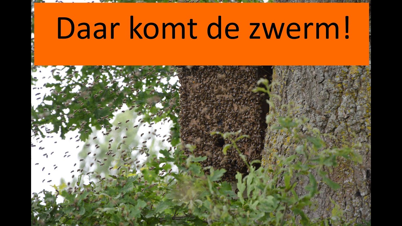 zwerm bijen neemt intrek in bijenkast - timelapse