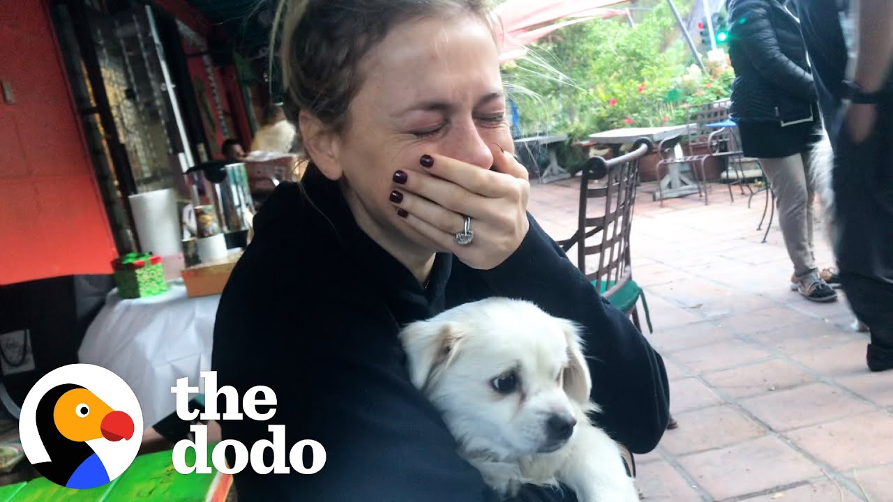 Iliza Shlesinger Cries Happy Tears Meeting New Rescue Dog  The Dodo You Know Me Now Meet My Pet