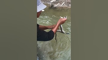 Snake caught in a net #shorts