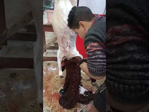 اصغر جزار في مصر جزارة مكه