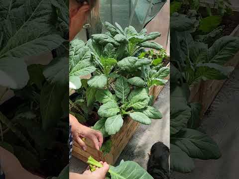 Collard Leaves Vegetables