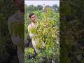 থাই লংগান ফলসহ চারা! 😱 #longan #farming #bangladesh