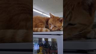 편의점 고양이