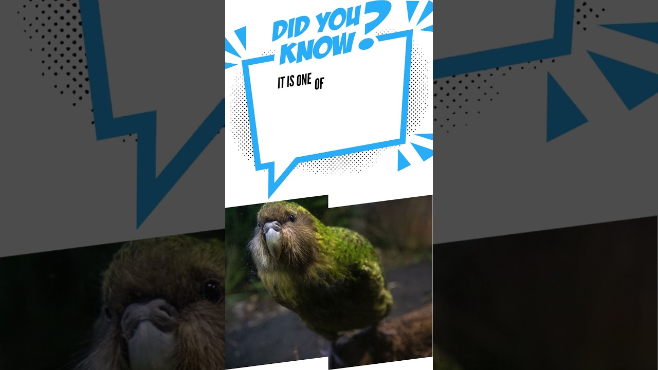 Kakapo (Night Parrot): Explore 'Daily Short Fun Facts' – Your Daily Dose of Quick and Knowledge!
