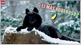 El Perro Lobo Mexicano ( CALUPOH ) - ¿El Perro más poderoso del Mundo?