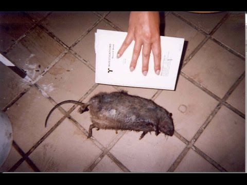 Dead Mouse At Restaurant Door Kitchen Nightmares Dead Mouse At Restaurant Door Kitchen Nightmares