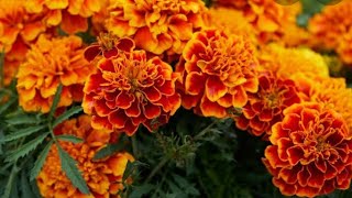 Winter Flower repotting||Marigold Repotting||Nursery Se Lae Plant Ki Repotting#gardeningwithkiu