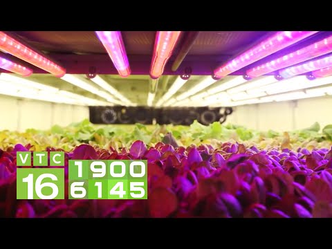 Video: Bóng đèn LED chiếu sáng ban ngày có tốt cho cây trồng không?