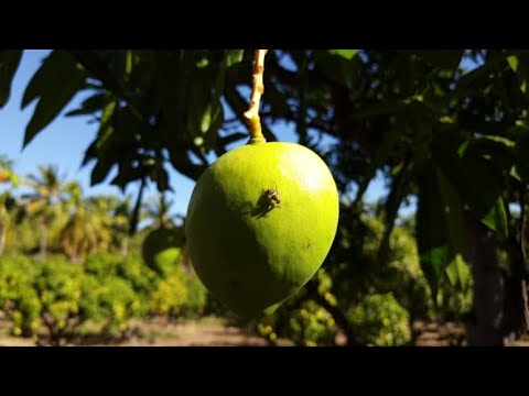 Vidéo: Contrôle des insectes de l'argile de kaolin - Utilisation de l'argile de kaolin sur les arbres fruitiers et les plantes