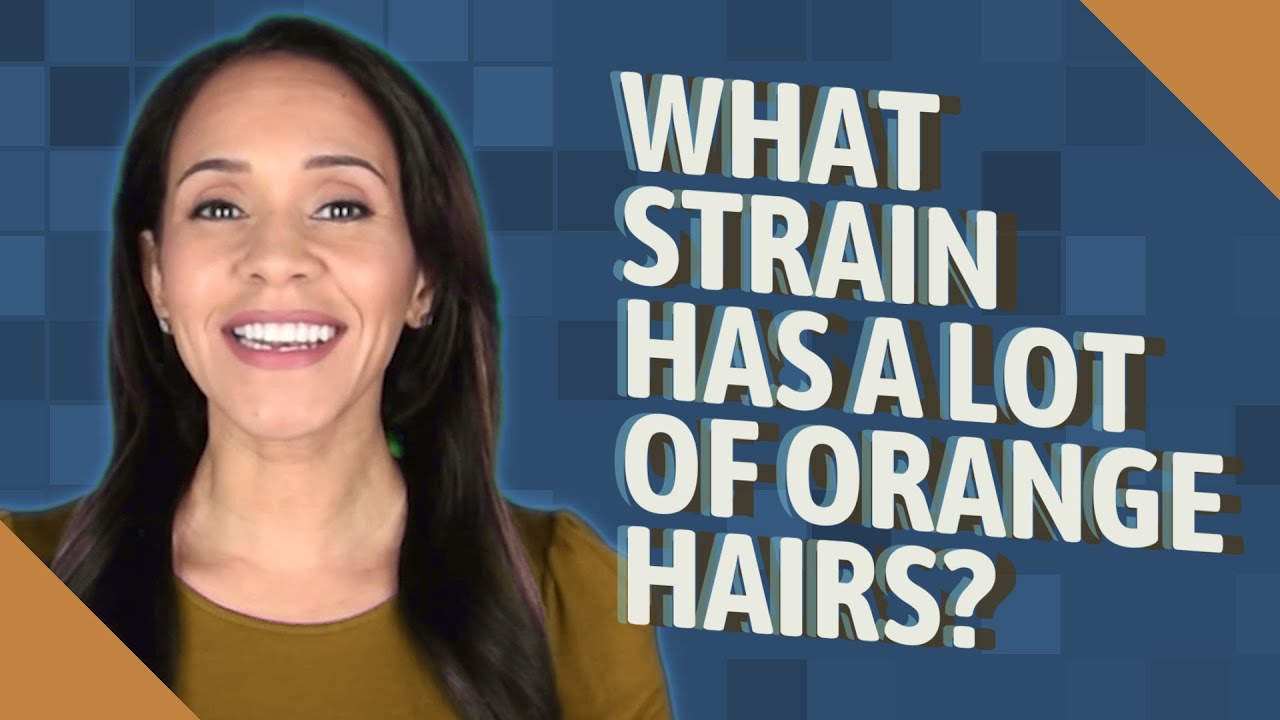 What strain has a lot of orange hairs?