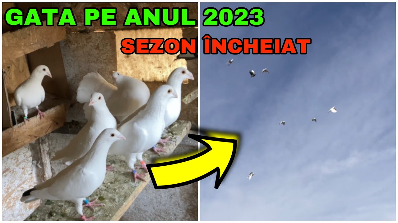 S-a încheiat SEZONUL de Reproducere la PORUMBEI !? Ce PUI am reușit să scot anul acesta ?🕊️