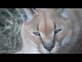 Caracal