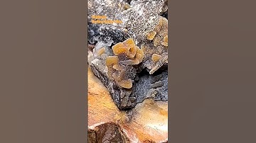 Wulfenite coated with Chalcedony.🕸️ Barking Spider Mine🕸️, Gila Co., AZ, USA. Site Soon!