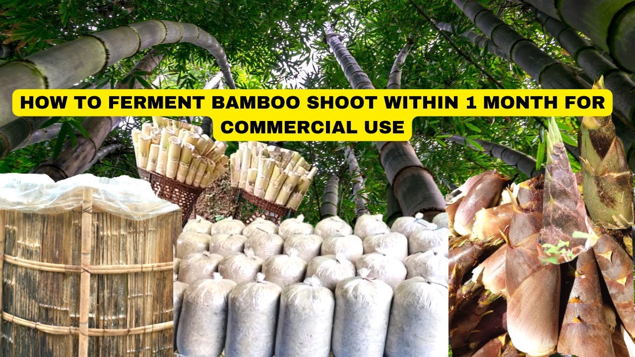 How to ferment Bamboo shoot within 1 month for commercial use Ferment