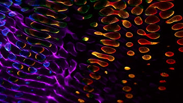 Projection Art VJ Loop - Trippy Colorful Projection By Merlin Lightpainting 24/40