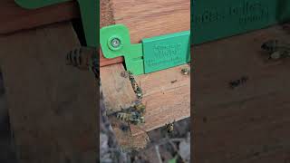 #abelhas #apicultura