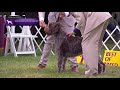 Wirehaired Pointing Griffons | Breed Judging 2021