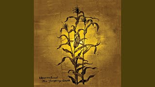 Maize