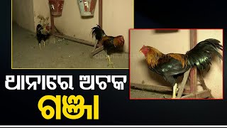 Police raid illegal cockfighting ring, arrest 4 in Odisha's Malkangiri