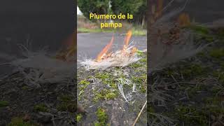 Fuego con ferrocerio usando como yesca plumero de la pampa.