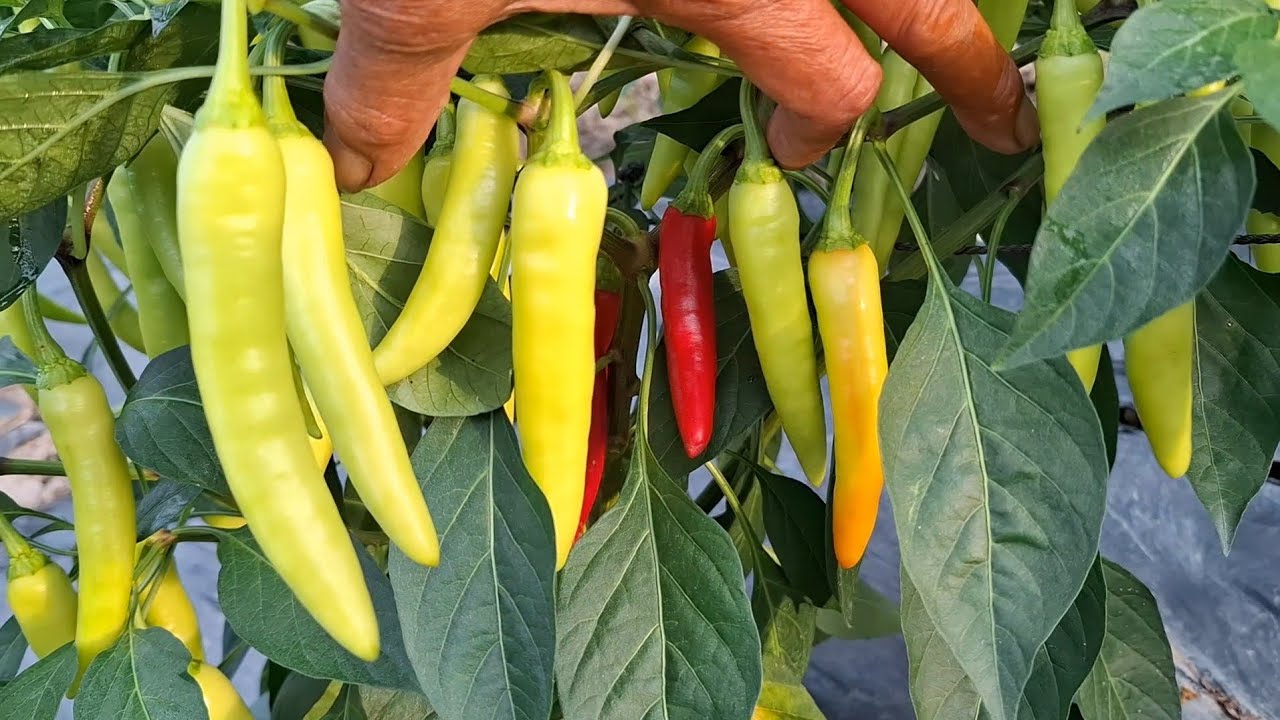 Khi cây ớt Rụng Lá thì phải Làm sao