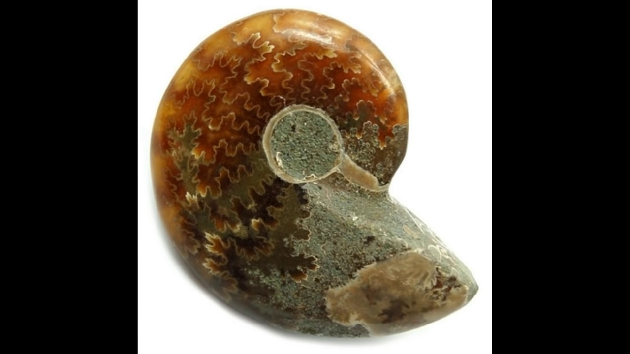 Aura of Crystals Healing Crystals Ammonite Information Video