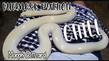 Blizzard Burmese Python Handling