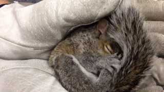 Cutest Baby Squirrel Making Squeaking Sounds