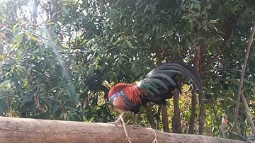 Noob Qaib Dib Tuaj 16/1/2025