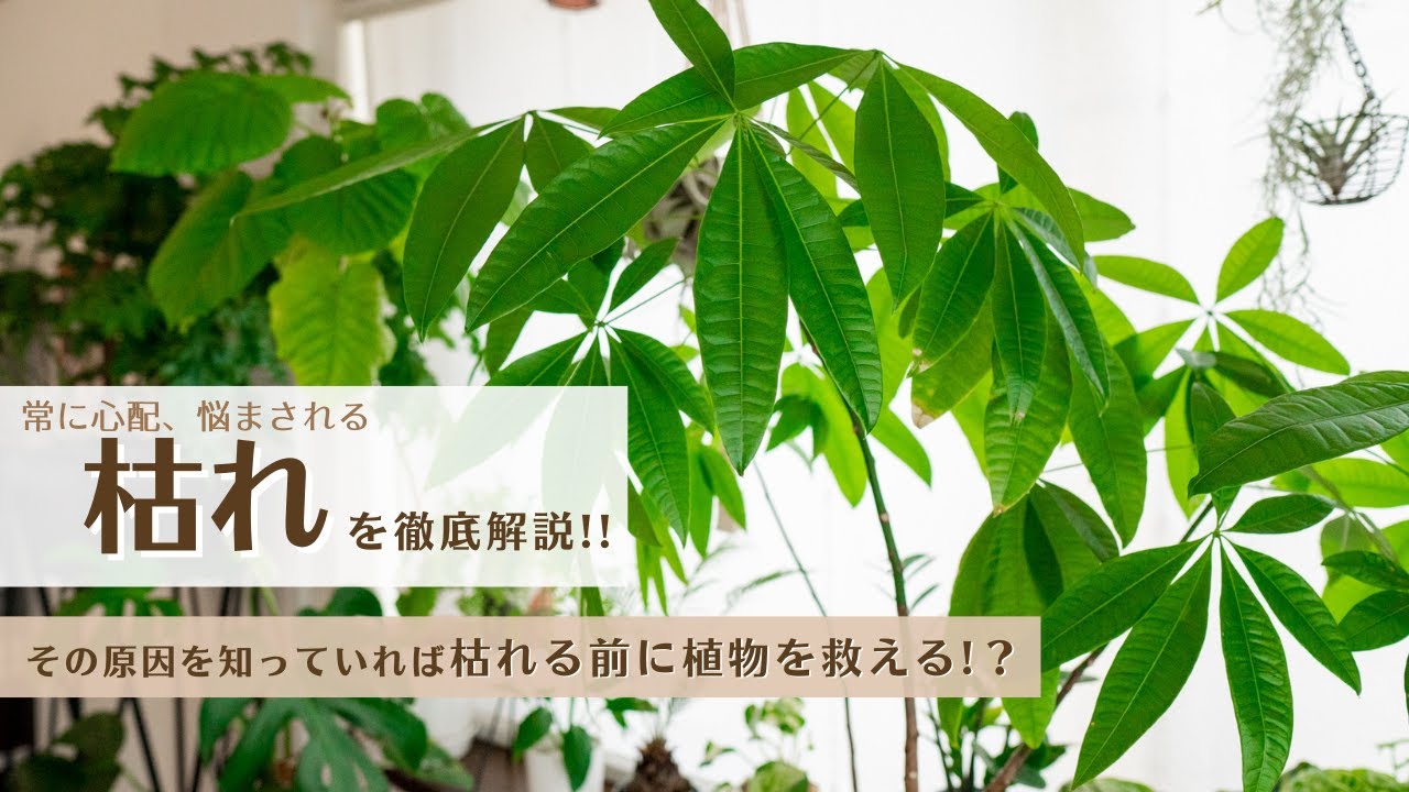 枯れる を知れば 枯らさない 観葉植物が枯れる原因8点 Youtube