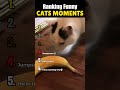 Ranking FUNNY CATS Moments🥰🤣 #funny #cats #catshorts #shorts #shortsfeed #ranking