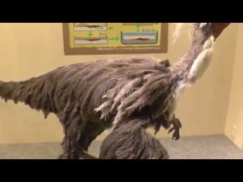 化石　（その６）ペレカニミムス・ポリオドン