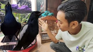 Download Lagu KIOS EDI JOVANIS SELALU ADA BURUNG YANG ISTIMEWA MP3 Download Lagu KIOS EDI JOVANIS SELALU ADA BURUNG YANG ISTIMEWA MP3