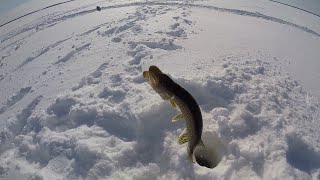 Попали на щучий жор жерлицы срабатывают одна за одной.