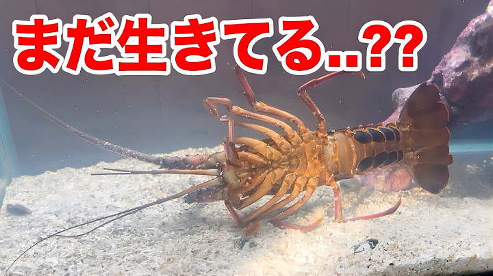 Something terrible happened to the spiny lobsters being sold at the fish store...