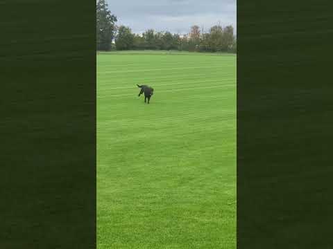 Niclas ist clever – wozu noch laufen, Hudson ist einfach schneller 🤷♂️🤪 #labrador #labradordog