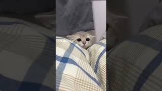 Tiny face peeking from warm blankets, big curious eyes asking softly, “Can I stay here forever?” 🐱💤