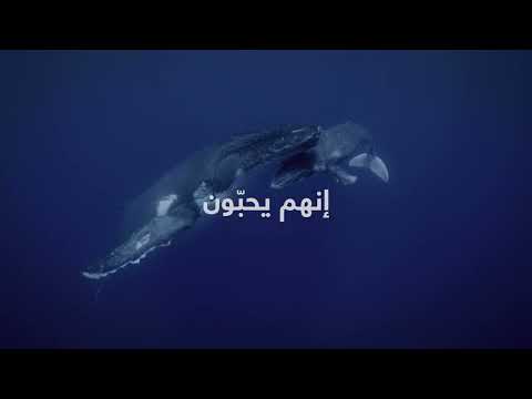 ابتداءً من 8 يونيو | أسرار الحيتان | ناشونال جيوغرافيك أبوظبي
