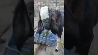 Akkad Bakkad Bambe Booo Bakra Eid 2023 